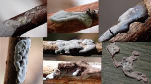 Attēlu rezultāti vaicājumam “Diderma rufostriatum spores”