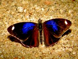 Attēlu rezultāti vaicājumam “Nymphalidae”