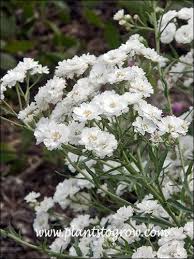 Attēlu rezultāti vaicājumam “Achillea ptarmica flower”