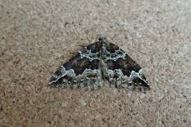 Attēlu rezultāti vaicājumam “Lampropteryx suffumata”