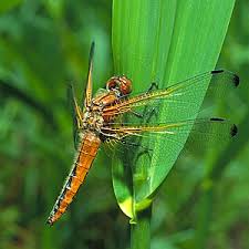 Attēlu rezultāti vaicājumam “Libellula fulva male”