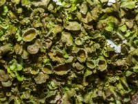 Attēlu rezultāti vaicājumam “Pleurosticta acetabulum”