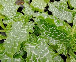 Image result for Silybum marianum