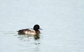 Image result for Aythya marila