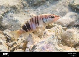 Image result for Serranus scriba