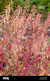 Attēlu rezultāti vaicājumam “Euphorbia palustris leaf”