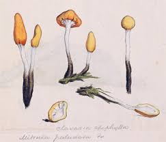 Attēlu rezultāti vaicājumam “Mitrula paludosa”