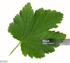 Attēlu rezultāti vaicājumam “Ribes nigrum leaf”