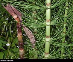 Attēlu rezultāti vaicājumam “Equisetum telmateia”