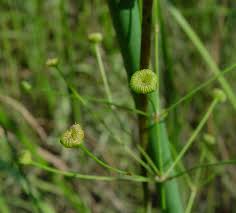 Attēlu rezultāti vaicājumam “Alisma plantago-aquatica fruit”