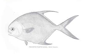 Image result for Trachinotus falcatus