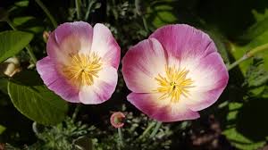 Attēlu rezultāti vaicājumam “Eschscholzia californica flower”