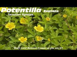Attēlu rezultāti vaicājumam “Potentilla reptans bud”