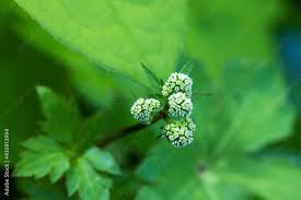 Attēlu rezultāti vaicājumam “Sanicula europaea flower”