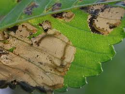 Attēlu rezultāti vaicājumam “Eriocraniidae”