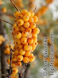 Attēlu rezultāti vaicājumam “Hippophae rhamnoides fruit”