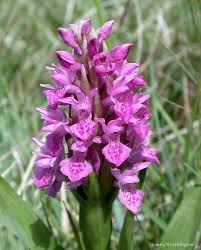 Attēlu rezultāti vaicājumam “Dactylorhiza incarnata”