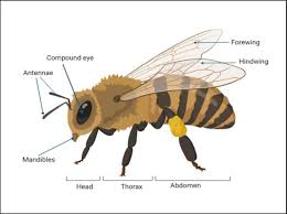 Attēlu rezultāti vaicājumam “Apis mellifera”