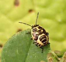 Attēlu rezultāti vaicājumam “Eurydema oleracea”