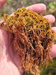 Attēlu rezultāti vaicājumam “Sphagnum fuscum”