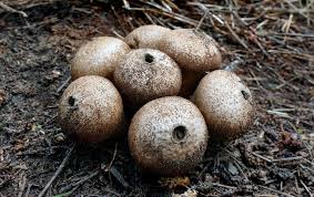 Attēlu rezultāti vaicājumam “Lycoperdon pyriforme”