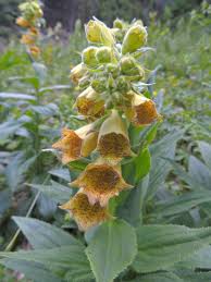 Image result for Digitalis grandiflora