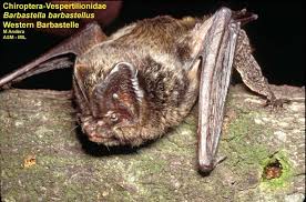 Attēlu rezultāti vaicājumam “Barbastella barbastellus”