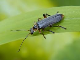 Attēlu rezultāti vaicājumam “Cantharis nigricans”