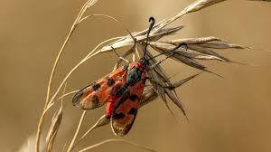 Attēlu rezultāti vaicājumam “Zygaena sp.”