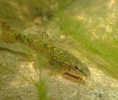 Attēlu rezultāti vaicājumam “Barbatula barbatula”