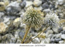 Attēlu rezultāti vaicājumam “Echinops sphaerocephalus flower”