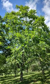 Attēlu rezultāti vaicājumam “Juglans cinerea”