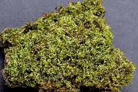 Attēlu rezultāti vaicājumam “Hypnum cupressiforme var. lacunosum sporophyte”