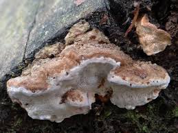 Attēlu rezultāti vaicājumam “Antrodia serialis”