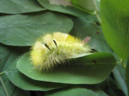 Attēlu rezultāti vaicājumam “Calliteara pudibunda”