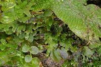 Attēlu rezultāti vaicājumam “Riccardia multifida”