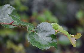 Attēlu rezultāti vaicājumam “Betula nana leaf”