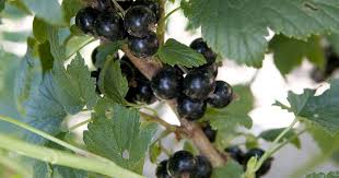 Attēlu rezultāti vaicājumam “Ribes nigrum”