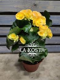 Image result for Бегония Элатиор 12х22 4601887072423