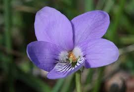 Attēlu rezultāti vaicājumam “Viola riviniana flower”