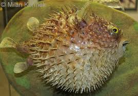 Image result for Diodon hystrix