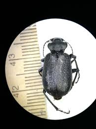 Attēlu rezultāti vaicājumam “Colloderma sp.”