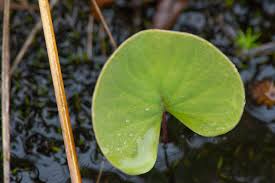 Attēlu rezultāti vaicājumam “Utricularia intermedia leaf”