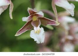 Attēlu rezultāti vaicājumam “Epipactis palustris bud”