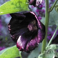 Image result for Alcea rosea nigra