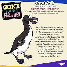 Image result for Pinguinus impennis