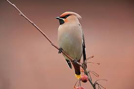 Attēlu rezultāti vaicājumam “Bombycilla garrulus adult”