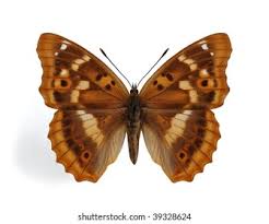 Attēlu rezultāti vaicājumam “Apatura ilia”