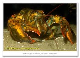 Image result for Homarus americanus