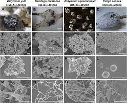 Attēlu rezultāti vaicājumam “Didymium sp.”